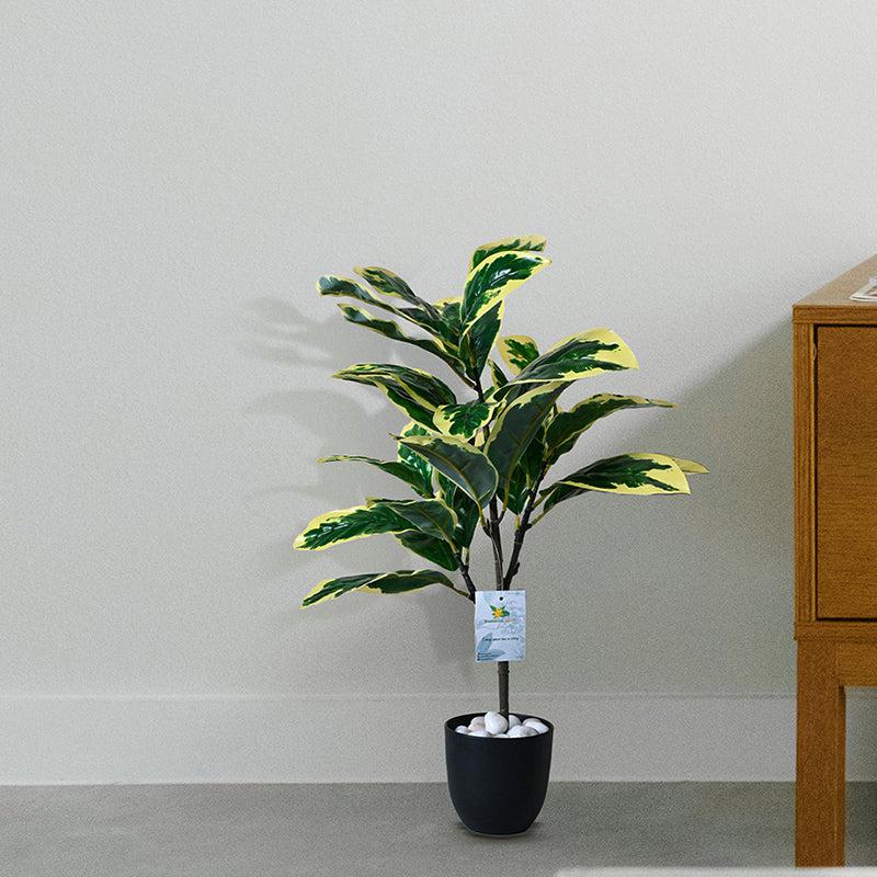 Buy Faux Everlasting Pisonia Alba Plant With Pot - 2.5 Feet Artificial Plants from Vaaree