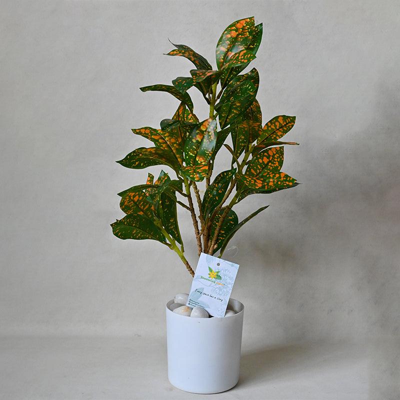 Buy Faux Everlasting Dracaena surculosa Plant With Pot - 46 Cms Artificial Plants from Vaaree