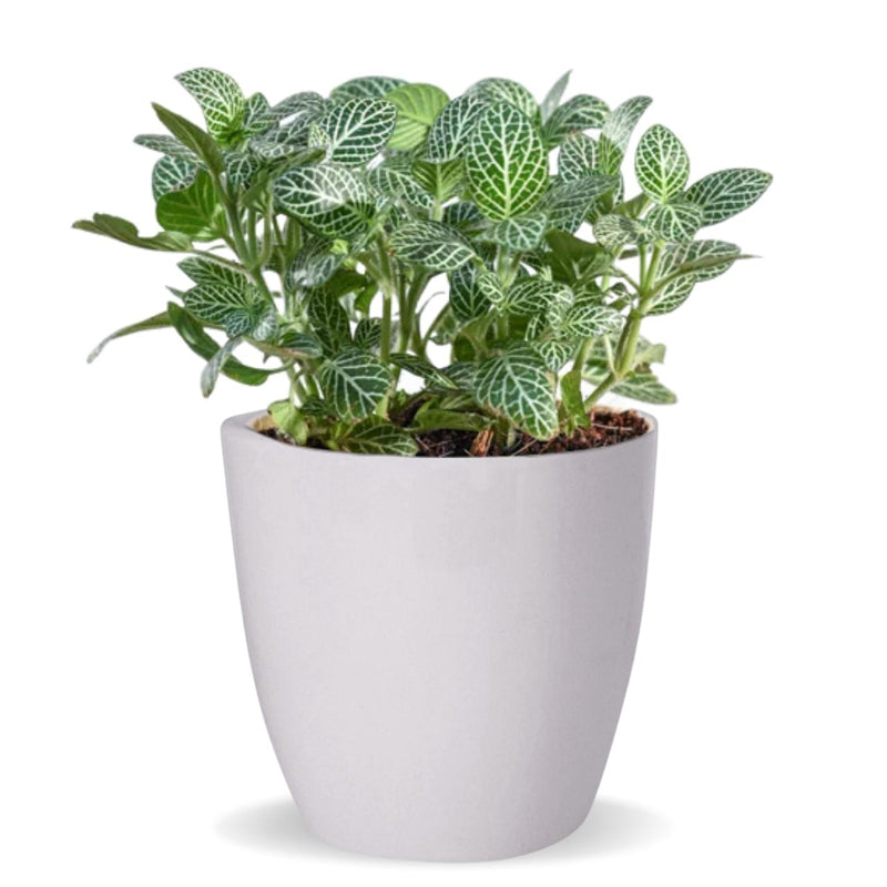 Buy Alva White Planter Pots & Planters from Vaaree