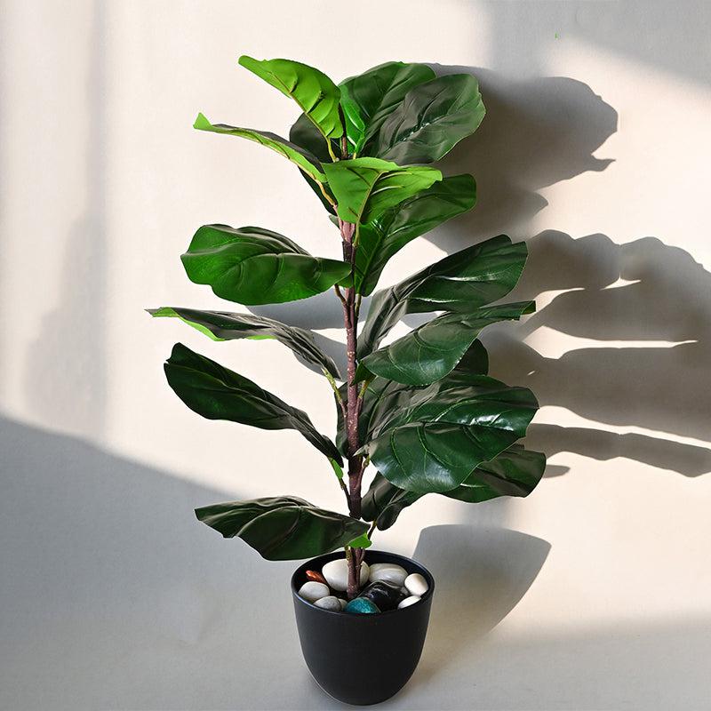 Buy Faux Ever lasting Fiddle-Leaf Fig Plant With Pot - 2.2 Feet Artificial Plants from Vaaree