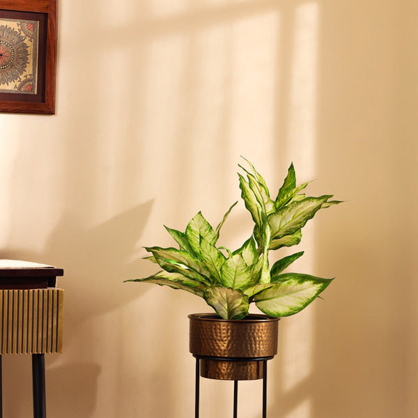 Buy Faux Realistic Variegated Dieffenbachia With Pot - Green Artificial Plants from Vaaree