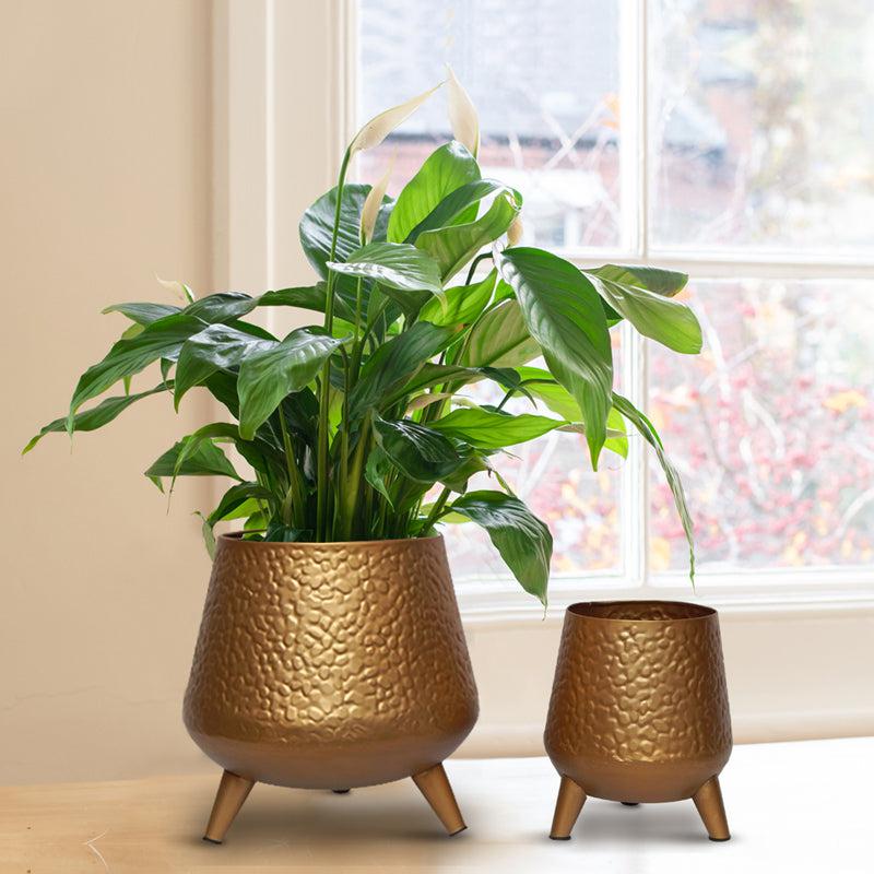 Buy Brivo Metal Planter (Dijon Gold) - Set Of Two Pots & Planters from Vaaree