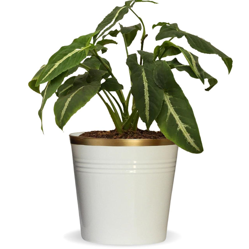 Buy Elno Dola Planter (White) - Set Of Three Pots & Planters from Vaaree