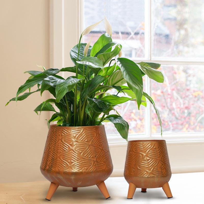 Buy Nori Metal Planter (Melon Orange) - Set Of Two Pots & Planters from Vaaree