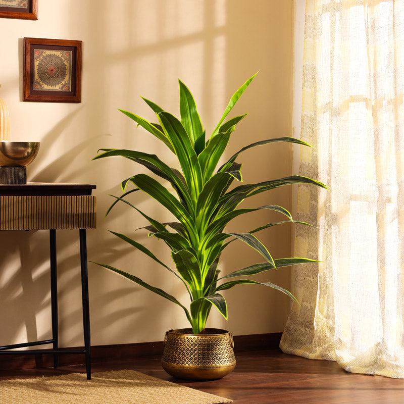 Buy Faux Realistic Dragon Plant With Pot - 3.9 Feet Artificial Plants from Vaaree