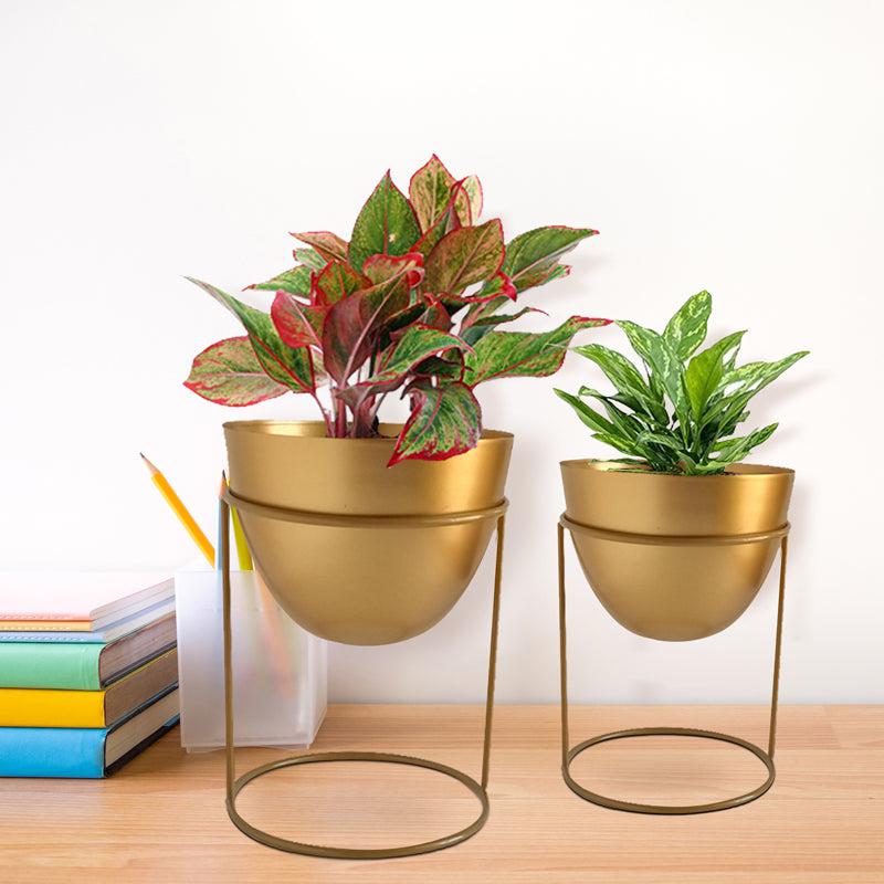 Buy Trudene Metal Pot With Stand (Gold) - Set Of Two Pots & Planters from Vaaree