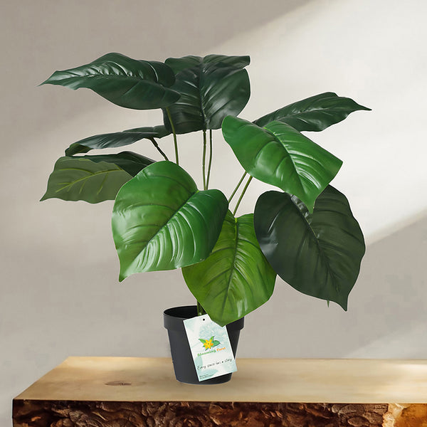 Buy Faux Everlasting Congo Philodendron Plant With Pot - 58 Cms Artificial Plants from Vaaree