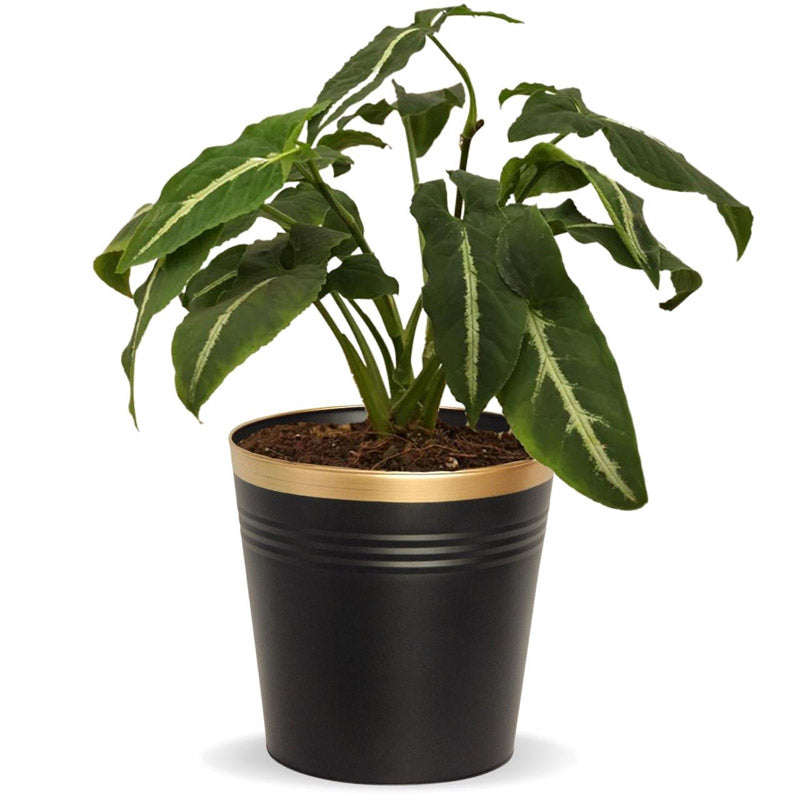 Buy Anira Black Planter Pots & Planters from Vaaree