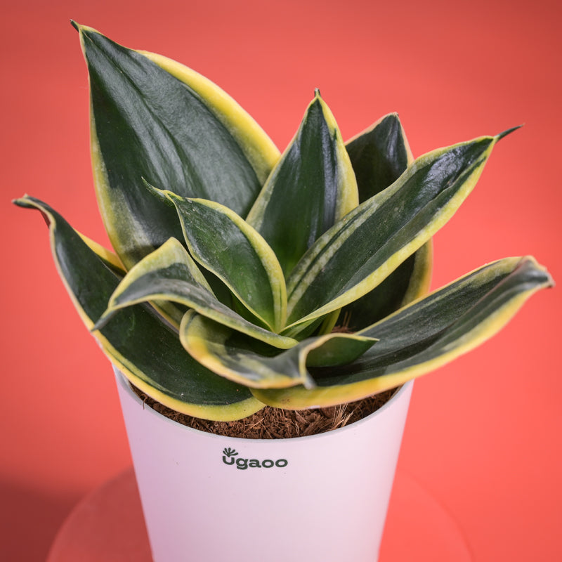 Buy Golden Hahnii Snake Plant With Self Watering Pot Diwali Gift Live Plants from Vaaree