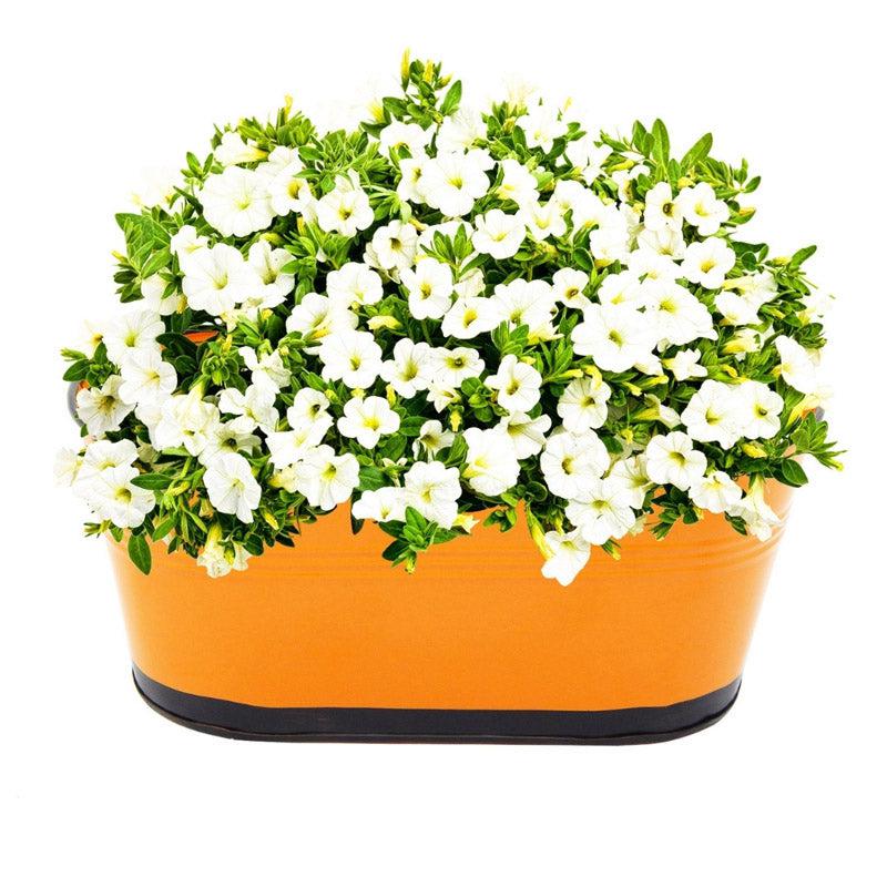 Buy Blossom Nest Planter (Orange) - Set Of Three Pots & Planters from Vaaree