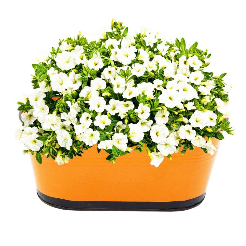 Buy Blossom Nest Planter (Orange) - Set Of Six Pots & Planters from Vaaree