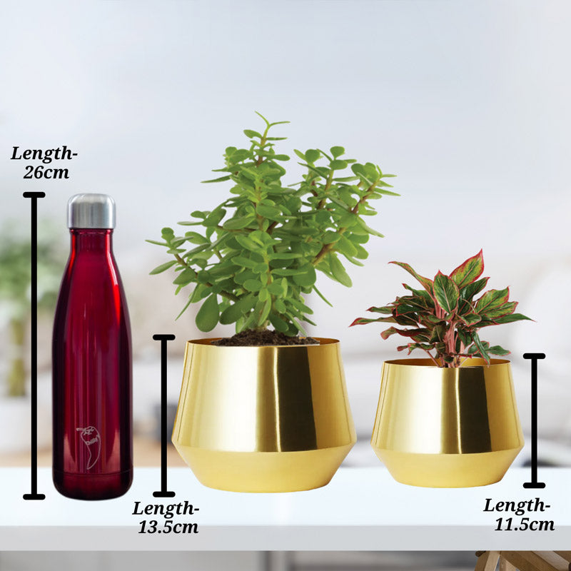 Buy Arrota Gold Planter - Set Of Two Pots & Planters from Vaaree