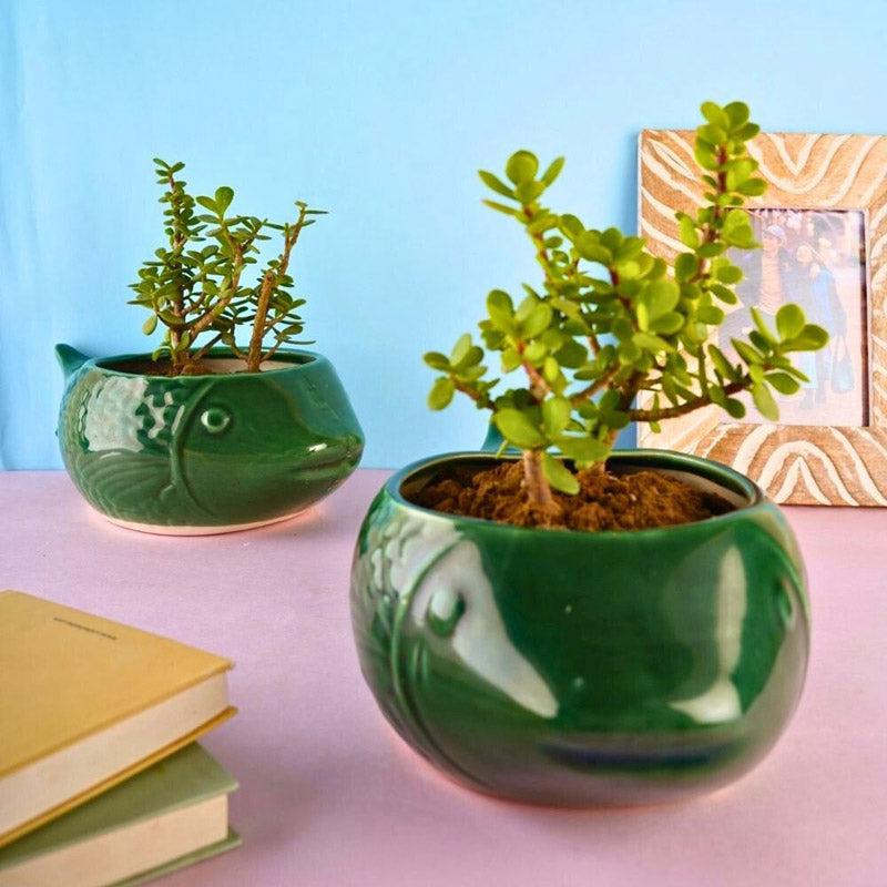 Buy Catfish Green Planter Pots & Planters from Vaaree