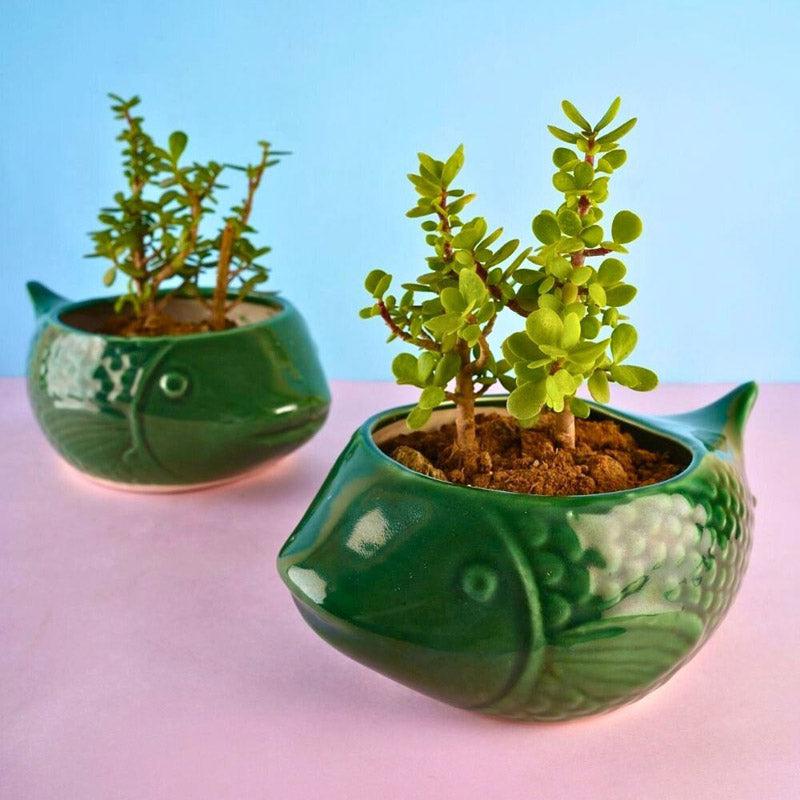 Buy Catfish Green Planter Pots & Planters from Vaaree