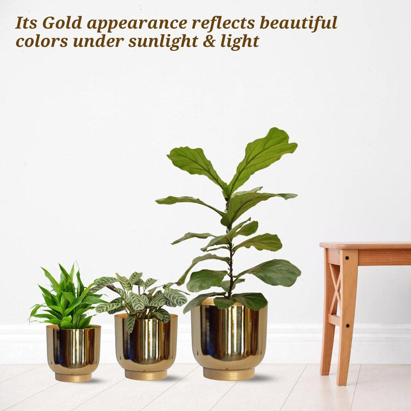 Buy Nishma Golden Planter - Set Of Three Pots & Planters from Vaaree