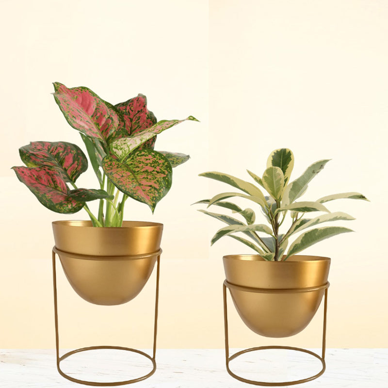 Buy Trudene Metal Pot With Stand (Gold) - Set Of Two Pots & Planters from Vaaree