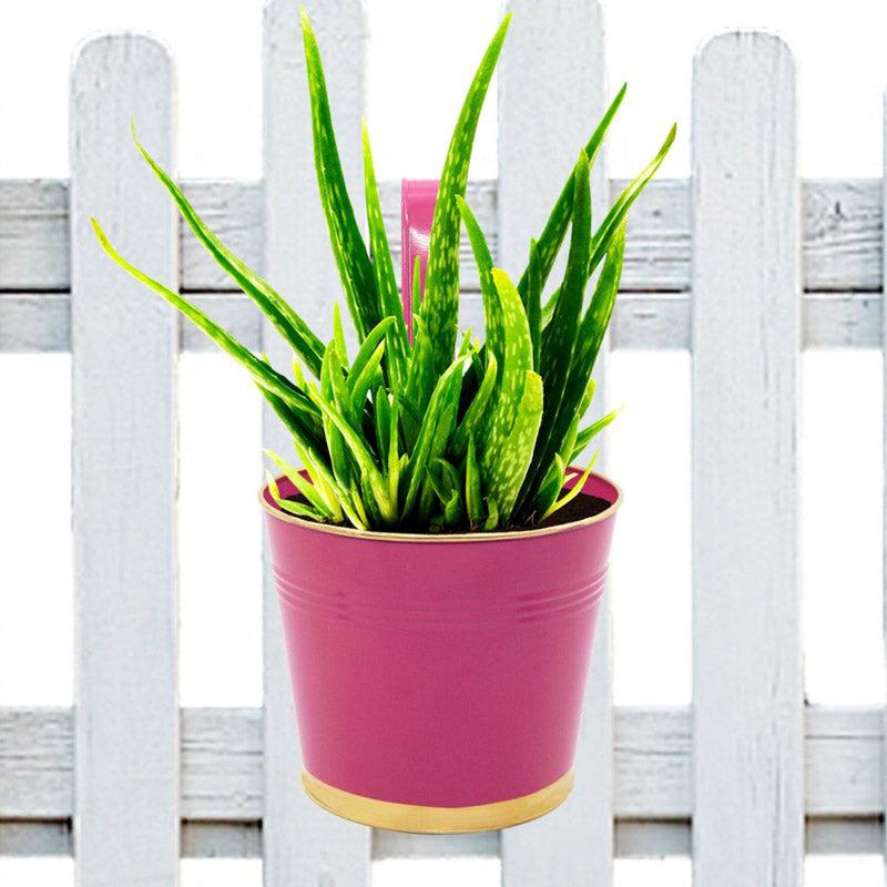 Buy Lush Glow Planter - Pink Pots & Planters from Vaaree