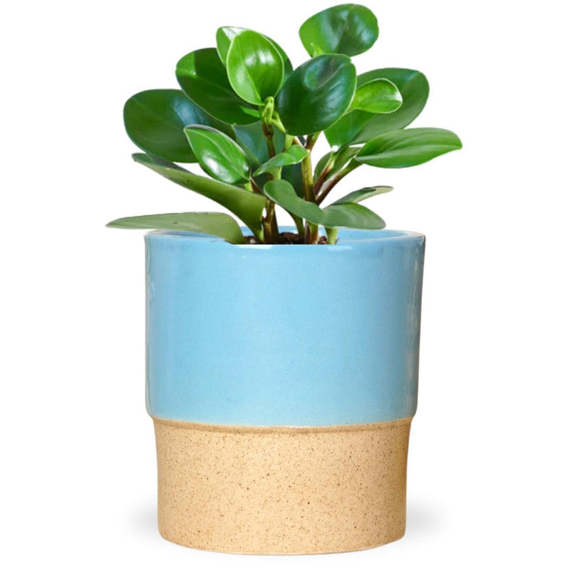 Buy Abinsha Ceramic Pot - Blue Pots & Planters from Vaaree