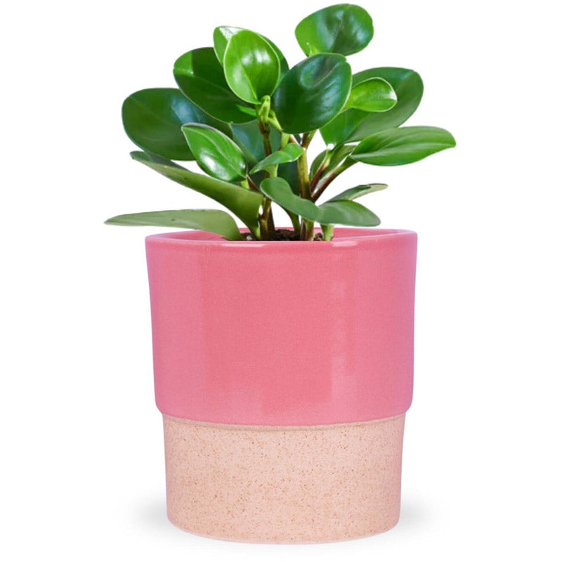 Buy Abinsha Ceramic Pot - Pink Pots & Planters from Vaaree