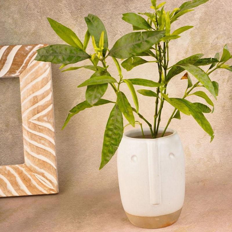 Buy Brisko Face Planter Pots & Planters from Vaaree