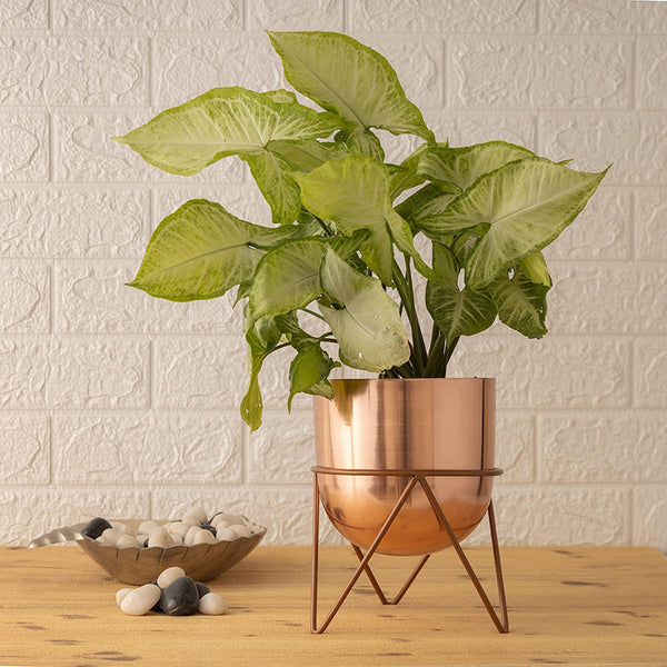 Buy Nuksa Zig Zag Planter - Rose Gold Pots & Planters from Vaaree