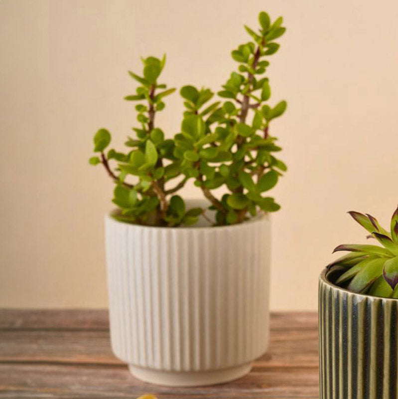 Buy Ahanay Ribbed Planter (Olive Green & White) - Set Of Two Pots & Planters from Vaaree