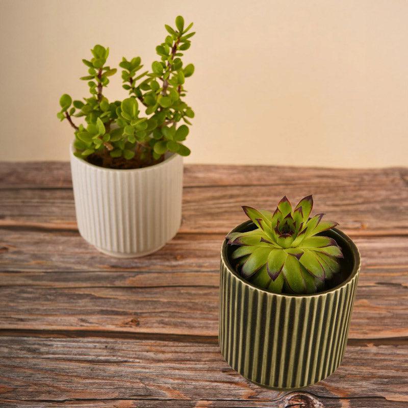 Buy Ahanay Ribbed Planter (Olive Green & White) - Set Of Two Pots & Planters from Vaaree