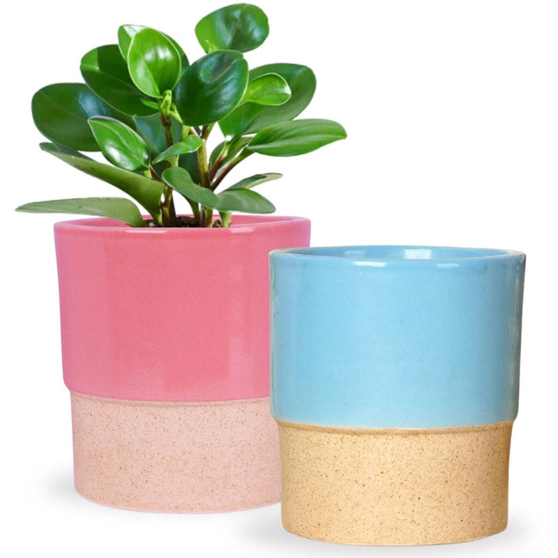 Buy Abinsha Ceramic Pot - Set Of Two Pots & Planters from Vaaree