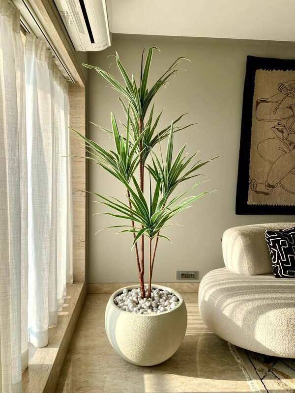 Buy Faux Dracaena Tree - 6 Feet Artificial Plants from Vaaree