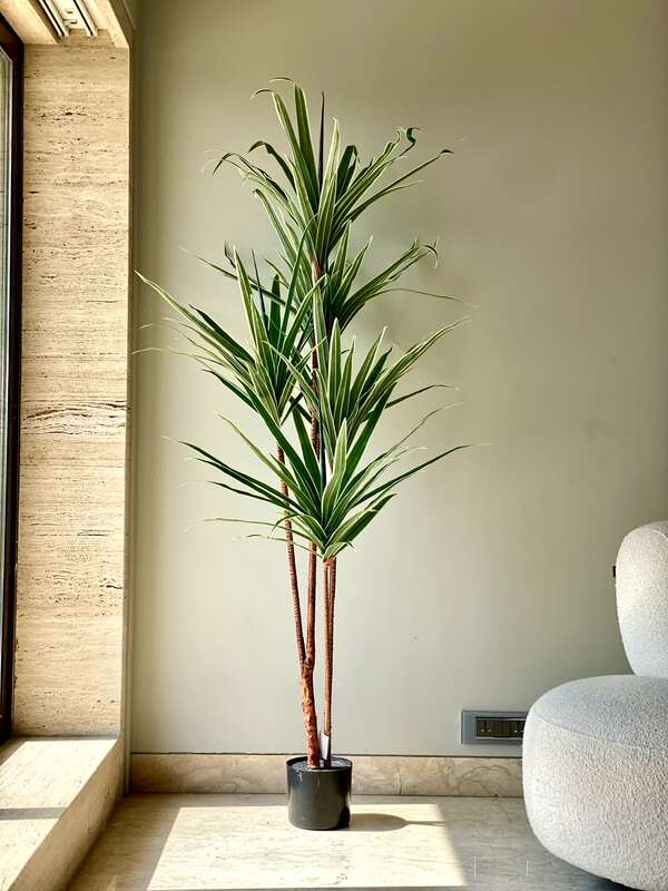 Buy Faux Dracaena Tree - 6 Feet Artificial Plants from Vaaree