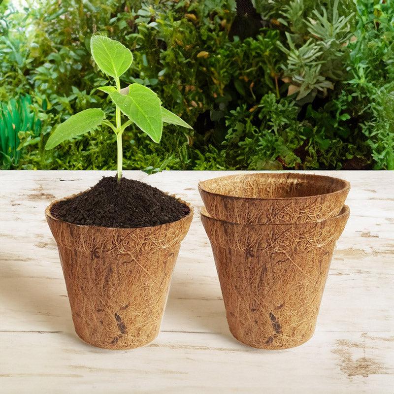 Buy Miriya Coir Pot - Set Of Three Pots & Planters from Vaaree