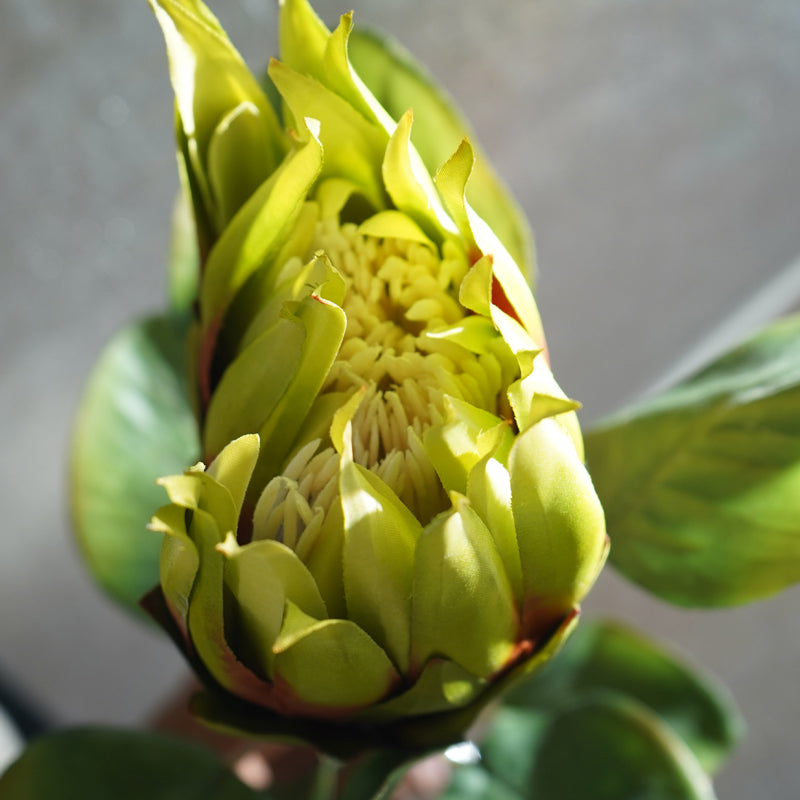 Buy Faux Protea Flower Stick (Green) - 26 CM Artificial Flowers from Vaaree