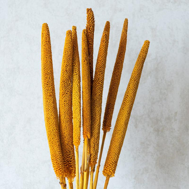 Buy Siva Dried Millet Grass Stick (Yellow) - Set Of Ten Artificial Flowers from Vaaree