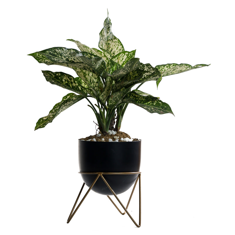 Buy Nuksa Zig Zag Planter - Black Pots & Planters from Vaaree