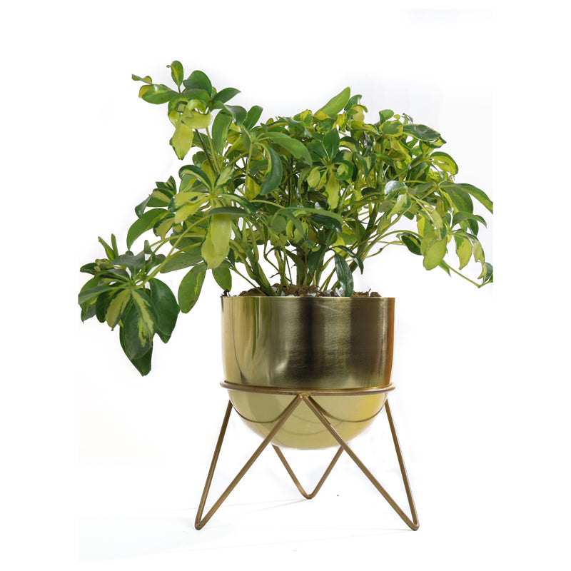 Buy Nuksa Zig Zag Planter - Gold Pots & Planters from Vaaree