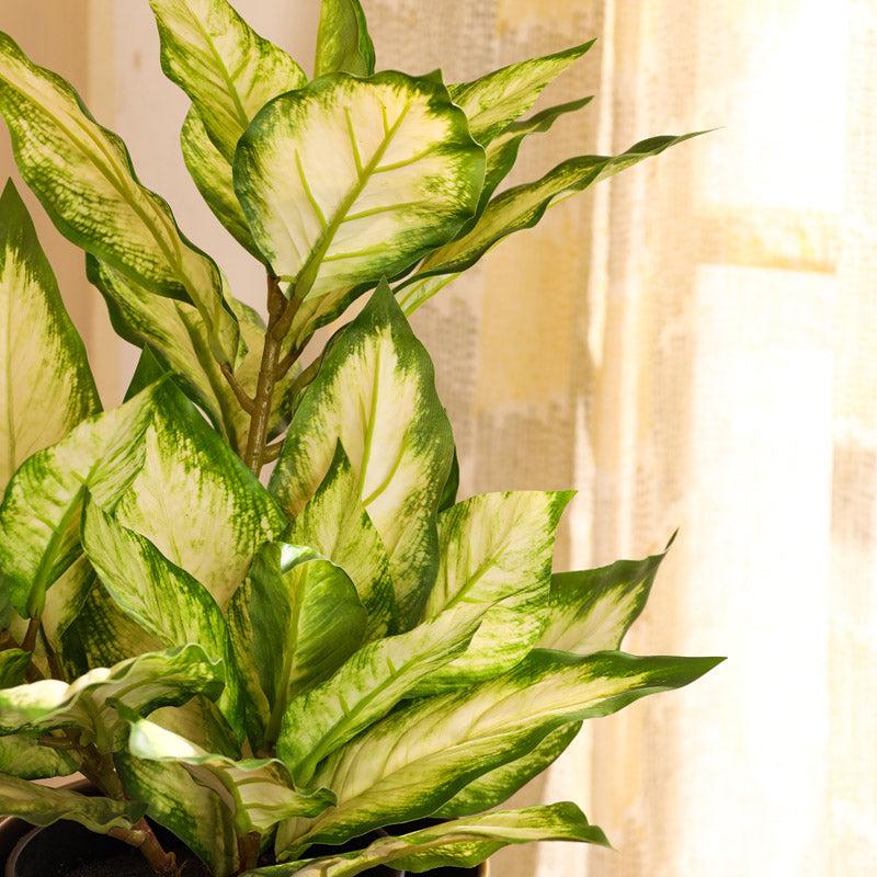 Buy Faux Realistic Variegated Dieffenbachia With Pot - Green Artificial Plants from Vaaree