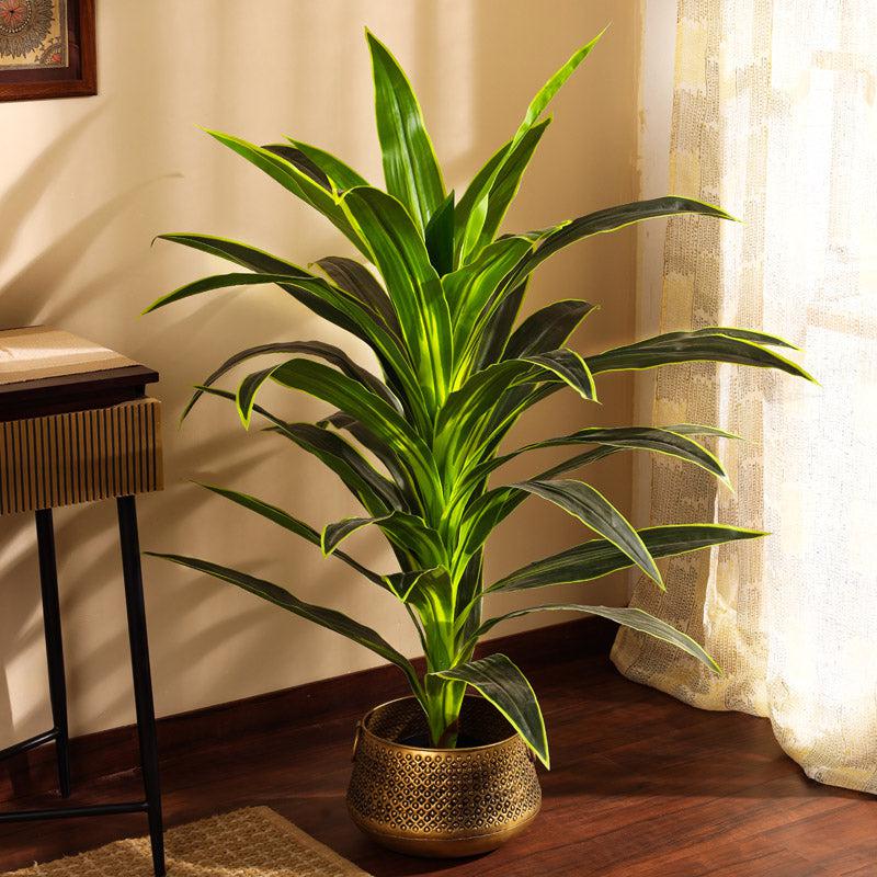 Buy Faux Realistic Dragon Plant With Pot - 3.9 Feet Artificial Plants from Vaaree