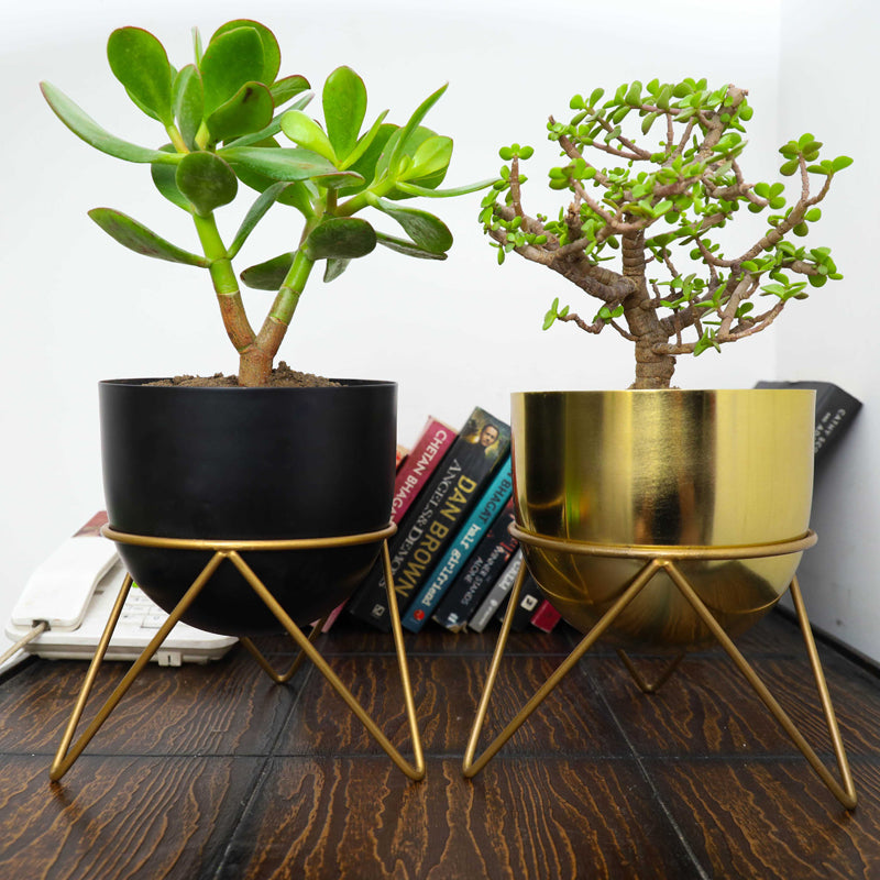 Buy Nuksa Zig Zag Planter (Gold & Black) - Set Of Two Pots & Planters from Vaaree