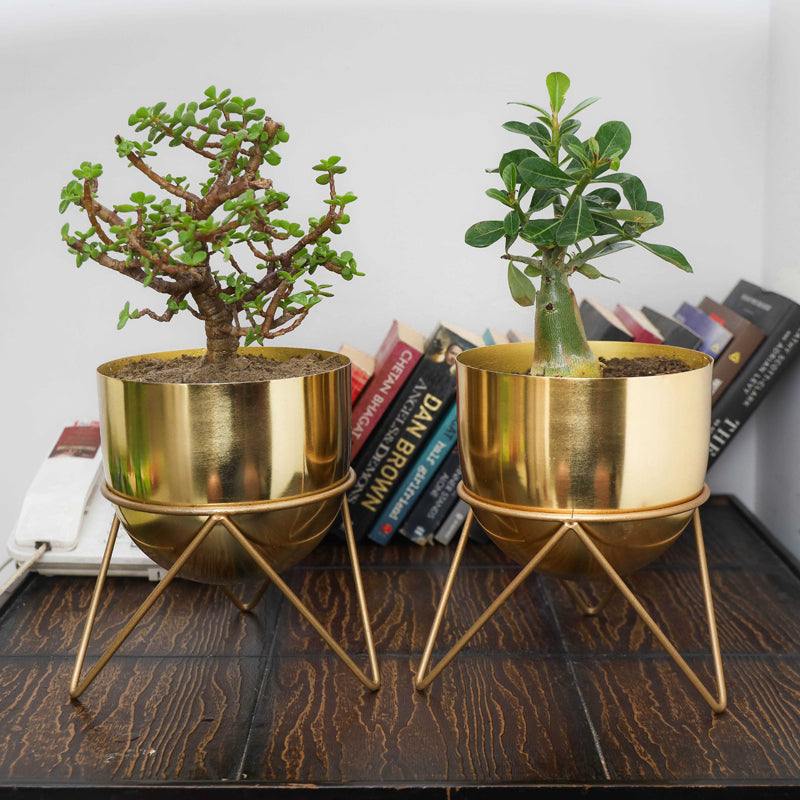 Buy Nuksa Zig Zag Planter (Gold) - Set Of Two Pots & Planters from Vaaree