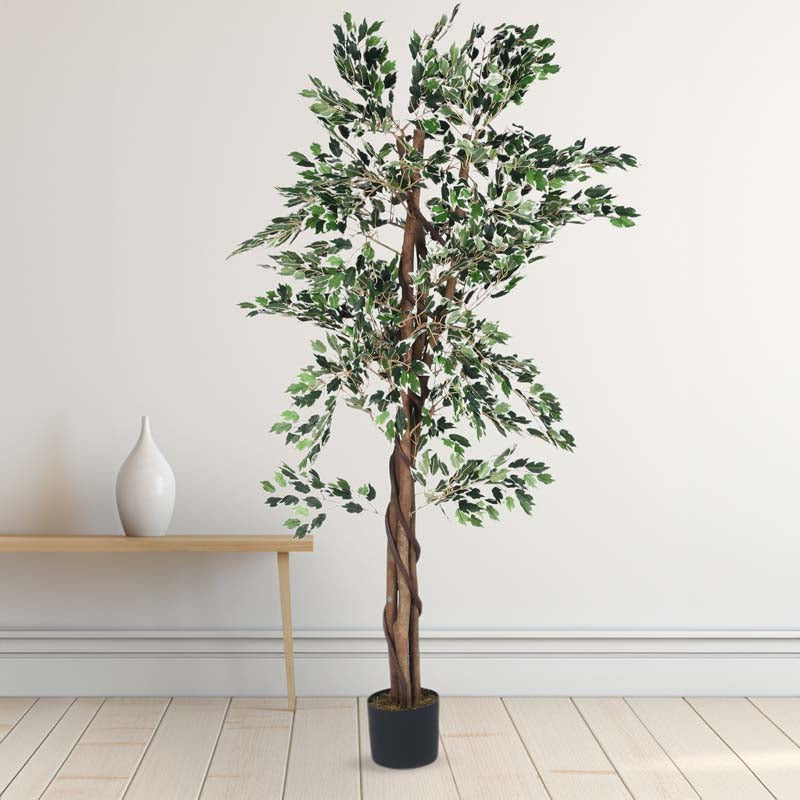 Buy Faux Lush Variegated Ficus Plant With Pot - 5.6 Feet Artificial Plants from Vaaree