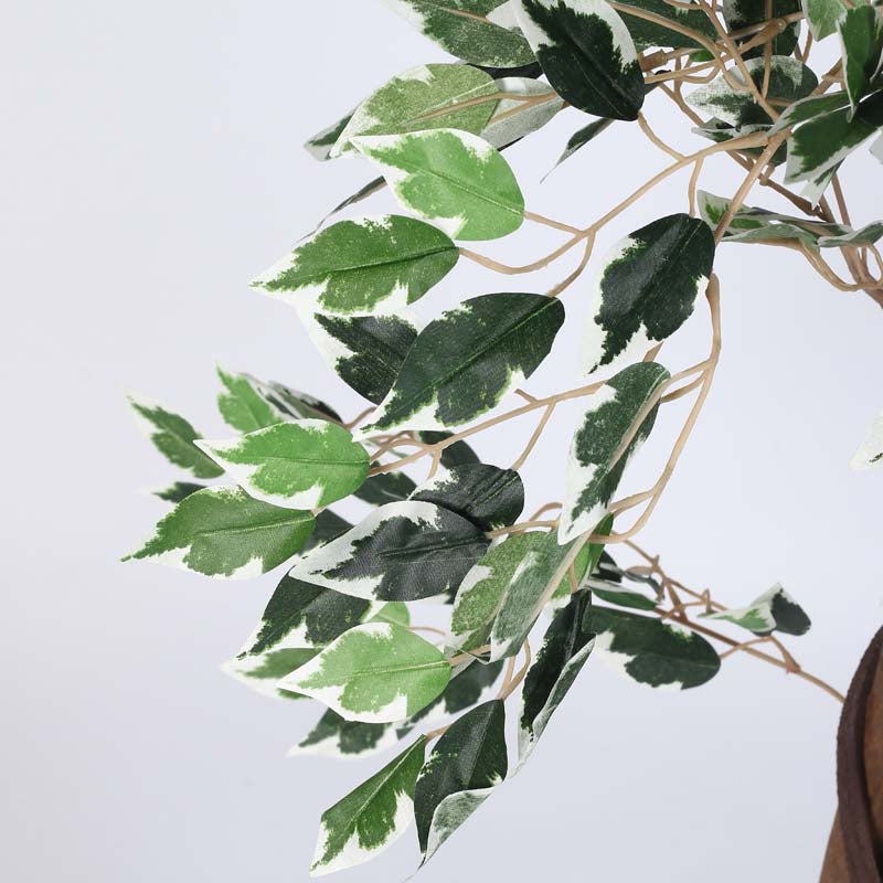 Buy Faux Lush Variegated Ficus Plant With Pot - 5.6 Feet Artificial Plants from Vaaree