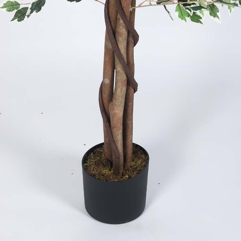 Buy Faux Lush Variegated Ficus Plant With Pot - 5.6 Feet Artificial Plants from Vaaree