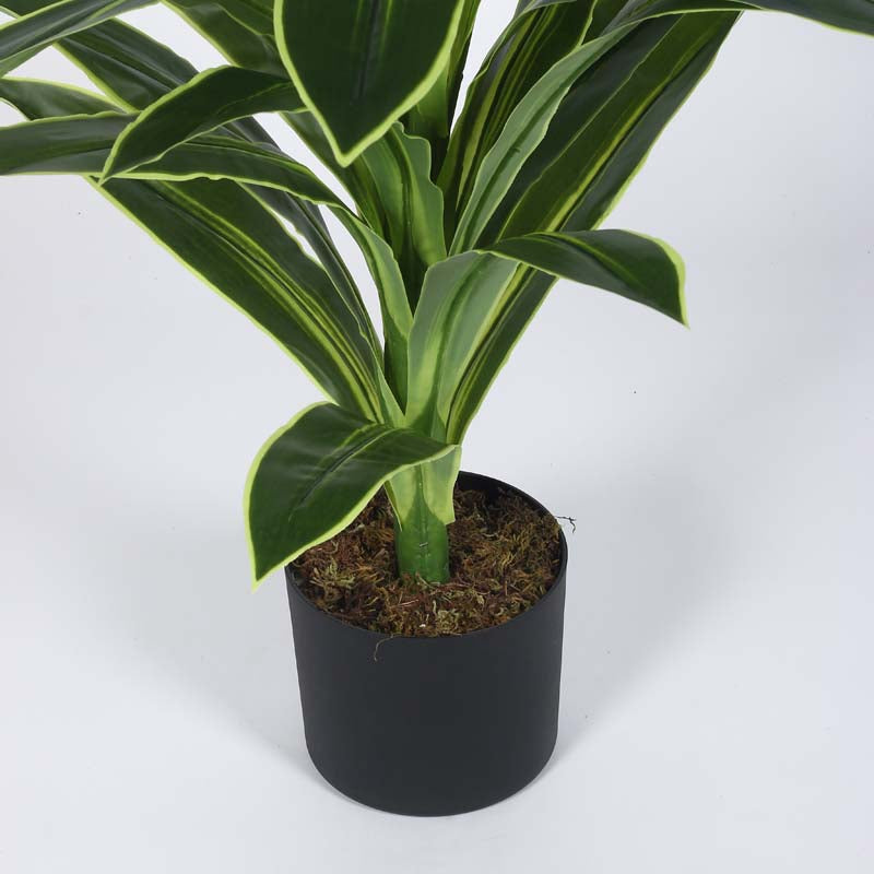 Buy Faux Lush Dracaena Reflexa Plant With Pot - 4 Feet Artificial Plants from Vaaree