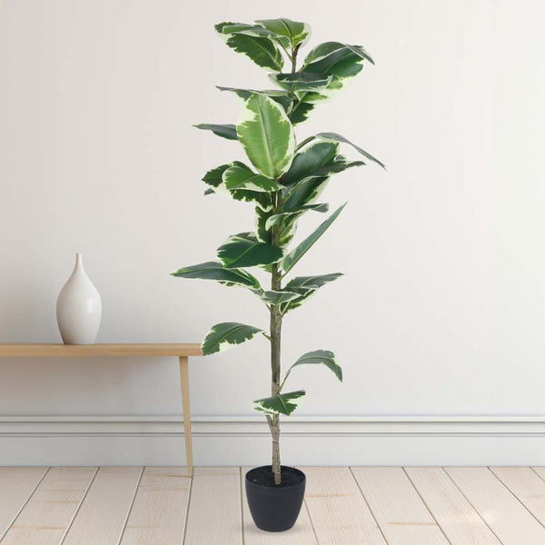 Buy Faux Lush Variegated Rubber Plant With Pot - 4 Feet Artificial Plants from Vaaree