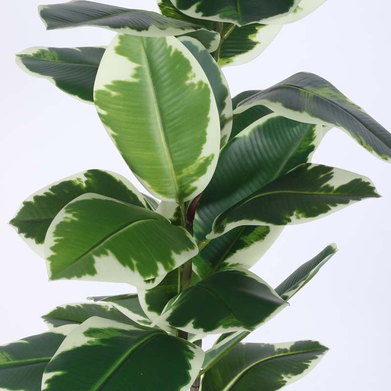 Buy Faux Lush Variegated Rubber Plant With Pot - 4 Feet Artificial Plants from Vaaree