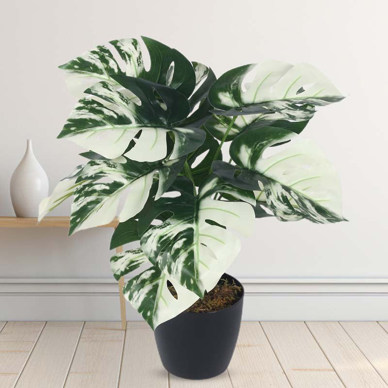 Buy Faux Lush White Monstera Plant With Pot - 1.8 Feet Artificial Plants from Vaaree