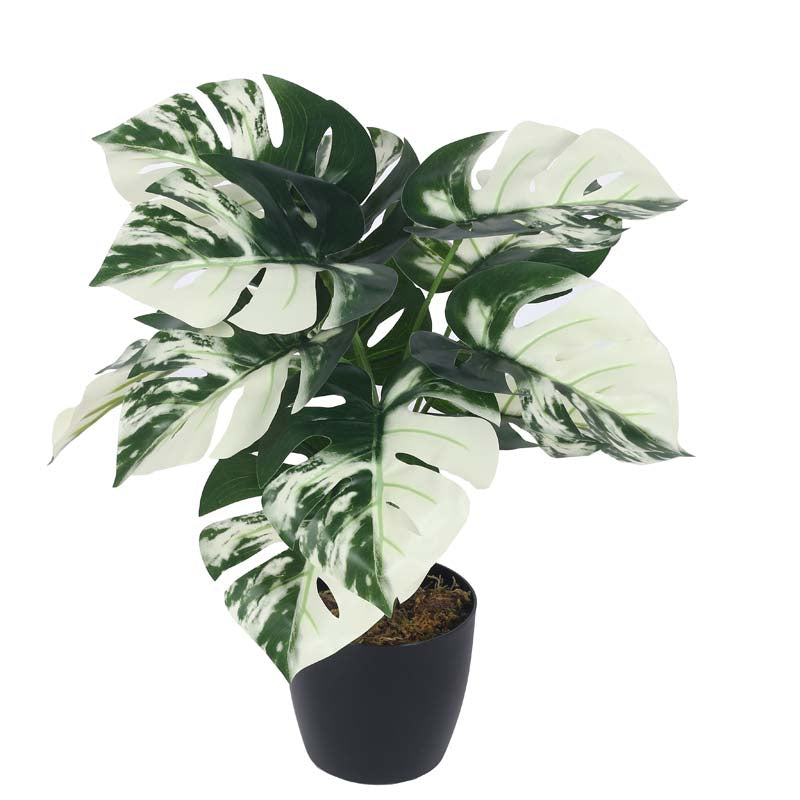 Buy Faux Lush White Monstera Plant With Pot - 1.8 Feet Artificial Plants from Vaaree