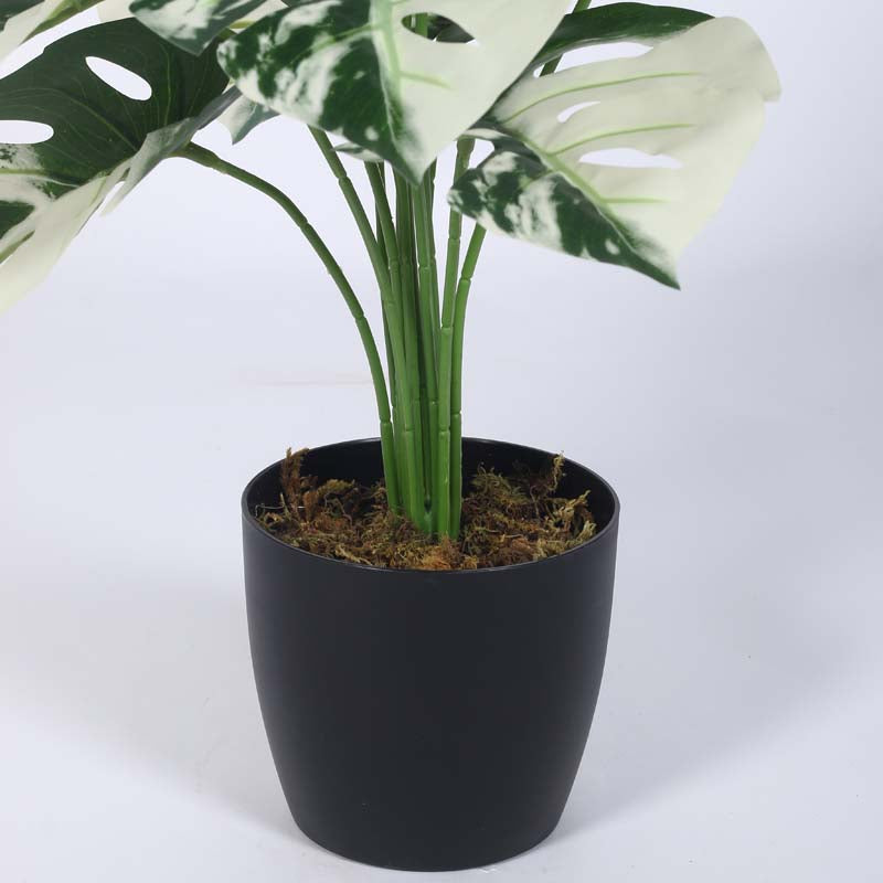 Buy Faux Lush White Monstera Plant With Pot - 1.8 Feet Artificial Plants from Vaaree