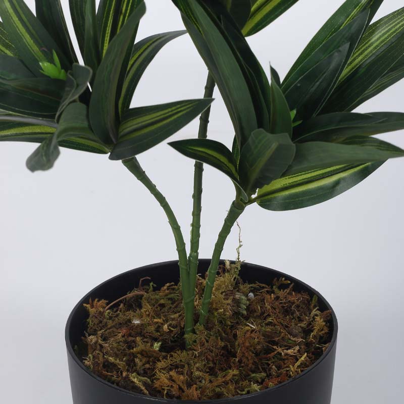 Buy Faux Lush Dracaena Reflexa Plant With Pot (Dark Green) - 1.3 Feet Artificial Plants from Vaaree