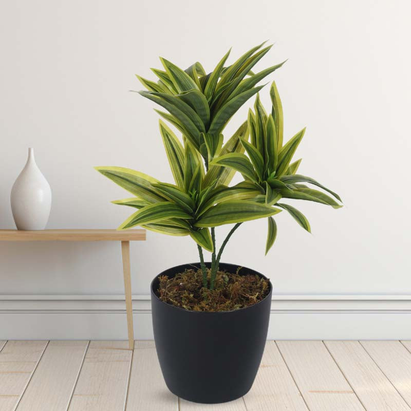 Buy Faux Lush Dracaena Reflexa Plant With Pot (Light Green) - 1.3 Feet Artificial Plants from Vaaree